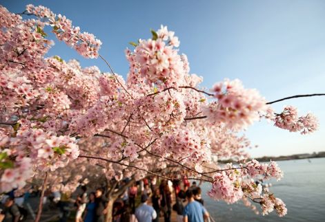 navidbaraty_cherry_blossom_festival5.jpg